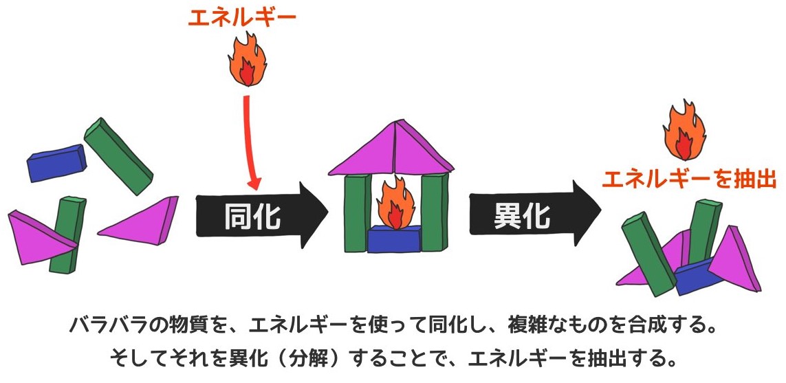 痩せないのは、カタボ？ | 治療と運動｜ATTiVO Body Care GYM（アッティーヴォ・ボディケアジム）